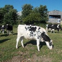 Brinkworth Dairy(@BrinkworthDairy) 's Twitter Profile Photo