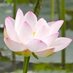 タイ古式マッサージロータス 檜原尚 (@lotus_thai_m) Twitter profile photo タイ古式マッサージロータス 檜原尚 (@lotus_thai_m) Twitter profile photo