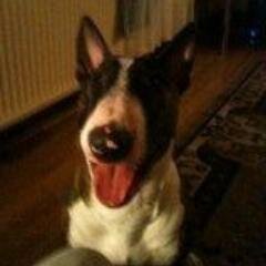 Rescue English Bull Terrier. Very strong willed. Like a dog with a bone. In your face (to lick it) . Fan of Man Utd , James Purefoy and of course Neville Jacobs