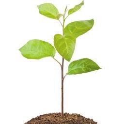 small in size but not in skill ...
no fleets of signwritten vans, glossy ads or corporate t shirts...just a knowledge and passion for trees