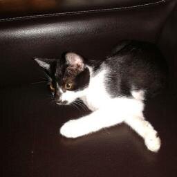 affanruslan's profile picture. Ghuraba