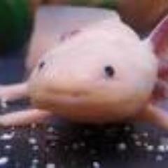 springsky3's profile picture. 