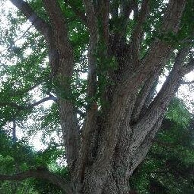 バブルマート