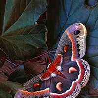 ISA ABDULMUTALLIB (@isaabdulmutalib) 's Twitter Profile