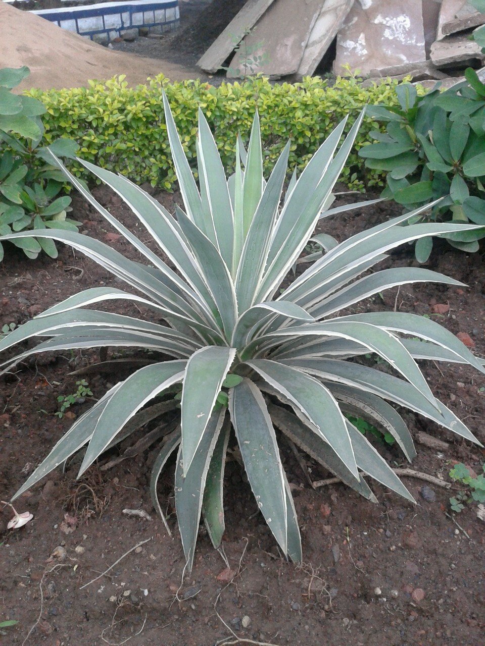 zeeshanchd's profile picture. 