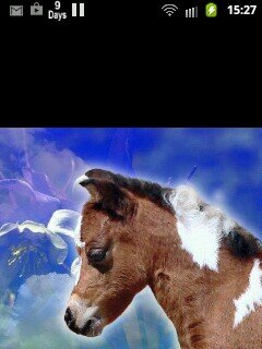 volg mij ¡¡