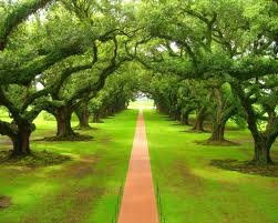 Trees are an amazing thing so stop destroying and start planting
