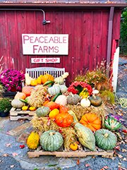 Peaceable Farms is a nursery based in Ridgefield CT offering a full range of flowers and plants for all year round.