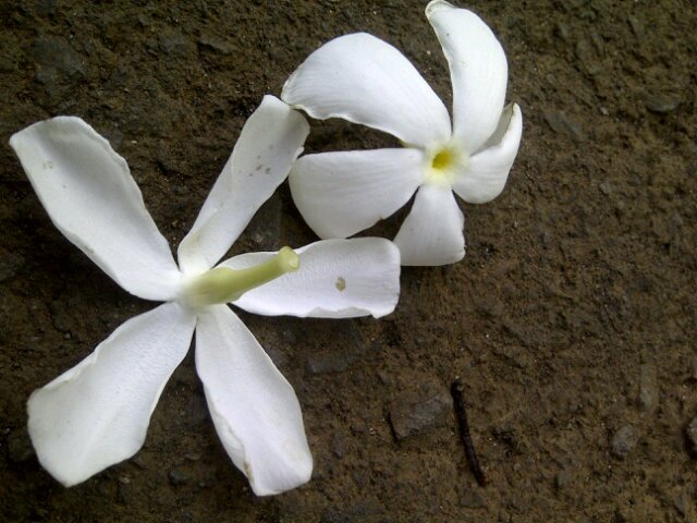 hazelnutcreammm's profile picture. hellowwww