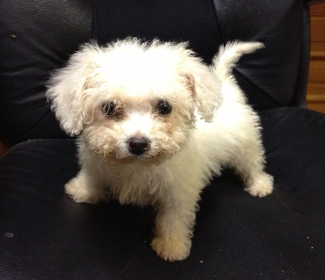 Bichon Frise: Pleasure seeker supreme. Mission in life: to steal your heart... you have been warned!