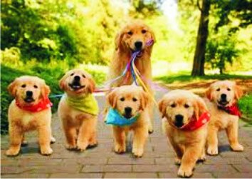 walkingdog4's profile picture. WALKING DOG…
  …Es  una empresa especializada en el bienestar y desarrollo de tu mascota al aire libre.