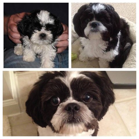 Ozzy4CutePetPic's profile picture. Hi, my name is Ozzy and I'm a lab trapped in a Shih-Tzu's body.