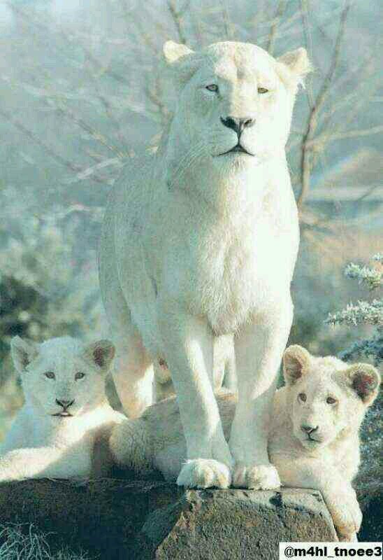 ‏‏سبحان الله وبحمده
