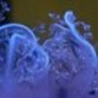 robal (@robal25980607) 's Twitter Profile