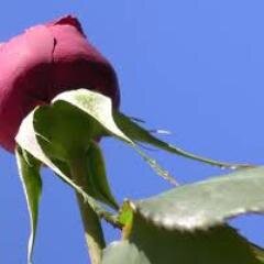 Am I not destroying my enemies when I make friends of them?