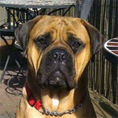 #Mastiff forum for the #Bullmastiff, #EnglishMastiff, #Fila, #Neapolitan, #GreatDane, #Dogo, #Boerboel, #FrenchMastiff, #CaneCorso, #Tosa and more.