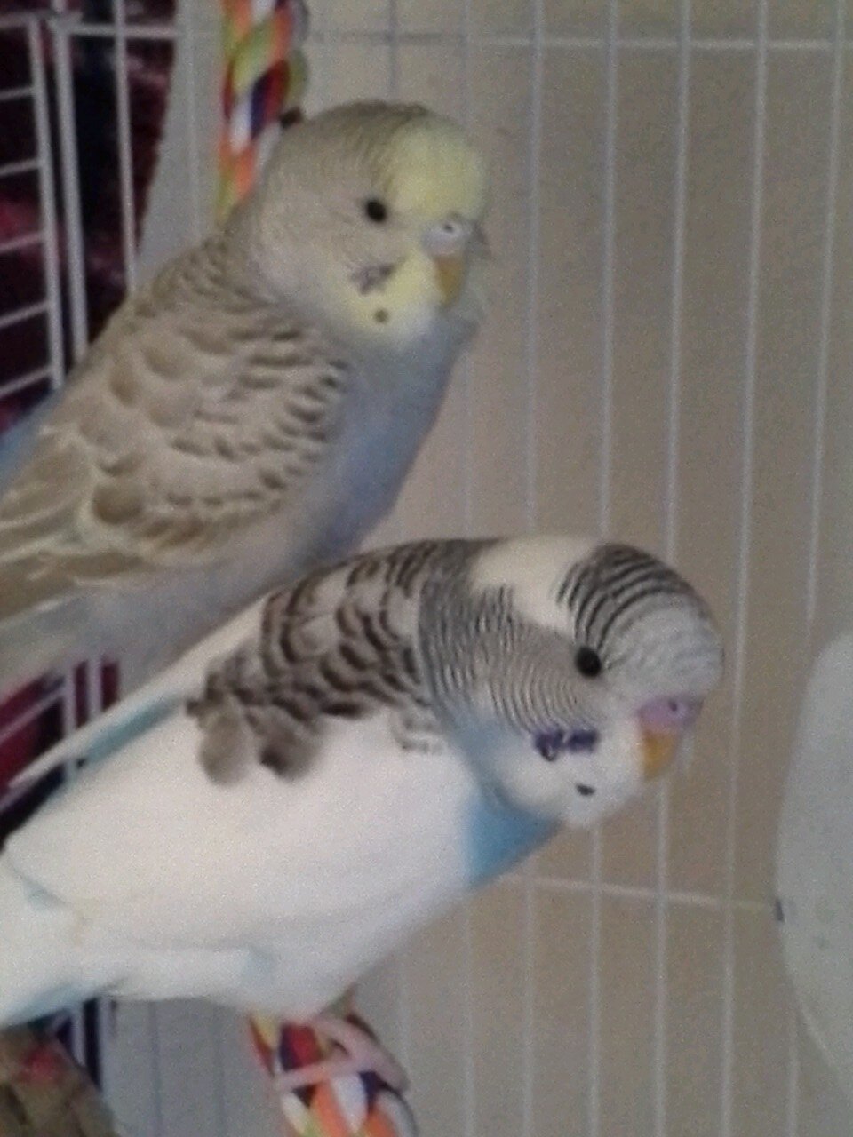 we are a flock of special parakeets named for programmers. Konrad, Grace, Ada, and Babbage