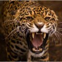 juan carlos (@02jaguar02) Twitter