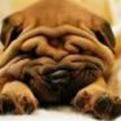 Organized to rid this cruel world of dog abusers! 
Website is under construction, launching TBA
Establish in 2013.