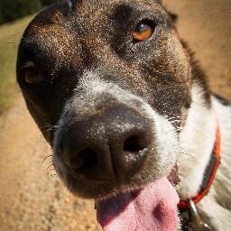 Daily hiking for the active dog