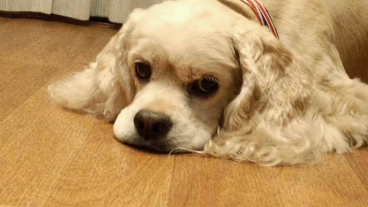 cmc05297279's profile picture. 映画,美術,落語,Jazz,ｸﾗｯｼｯｸ音楽全般を愛好しています！アメコカ1匹猫３匹おります。RT多めです🎵
フォロー頂き有難うございます🍀😃✨