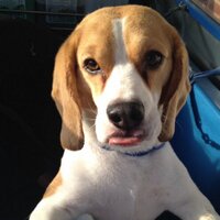 Harvey (@harvey_beagle) 's Twitter Profile