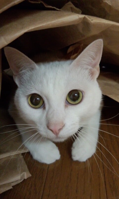 ms_hystericmoon's profile picture. 金融系OL。課長になったし管理職にもなってしまった。2019年生まれの娘。アイコンは実家の猫モモたん6kg。ネイルやめた。会社もやめたい