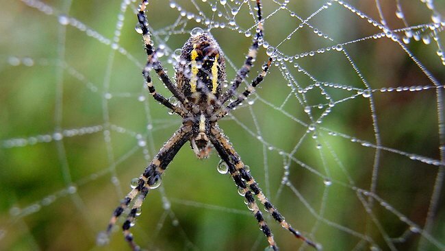 Spider here.