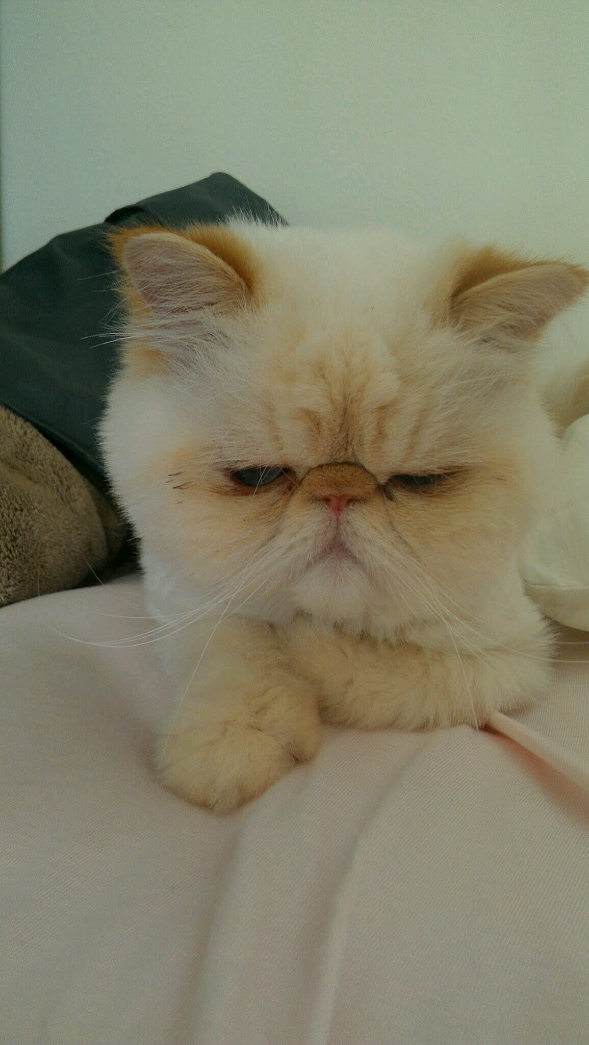 鄉愿，德之賊也。