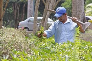 Las manos detrás de la obra de Cruz Diez y de tus jardines preferidos. #Sartenejas