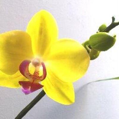 Pot Anggrek on Twitter Pak tito lempar tanggung jawabnya Pot Anggrek on Twitter Pak tito lempar tanggung jawabnya