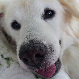 happyai55's profile picture. 愛犬あいは、平成24年９月20日に亡くなりました。でも私の心の中に、いつまでも生きてます。時間に余裕ができたので、何かできたらと思ってます。