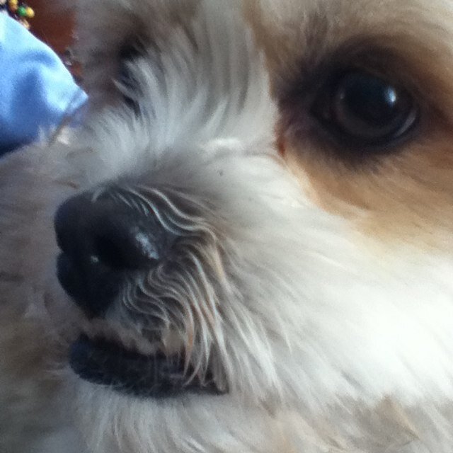 dinosoardog's profile picture. LOL