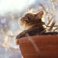 Zhuyun Bian (@zoeycatty) 's Twitter Profile