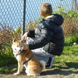 I am a boy fox from Yosemite. Talk to the park ranger if you want someone just like me. Must bring your own leash and harness... J/K... or not? RIP Mika-2019