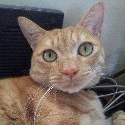 三毛猫 Neko Mania Twitter