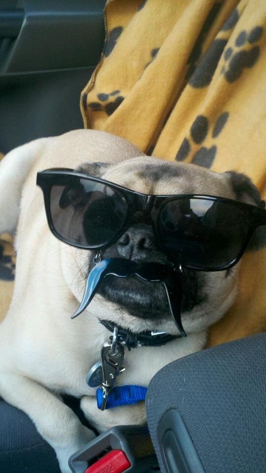 I'm a Pug who thinks he's people.