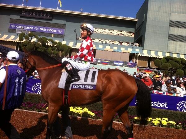 I'm a Thoroughbred Race Horse