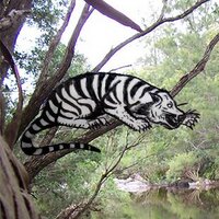 The Queensland Tiger (@queenslandtiger) 's Twitter Profile