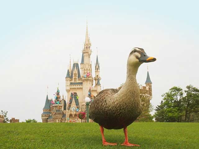 kao_serendipity's profile picture. 