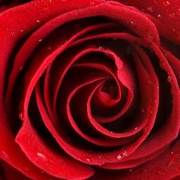 jl_quin's profile picture. Fan de SMG, Boreanaz, Hannigan,