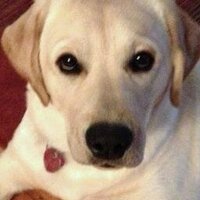 Max DC (@pacifickinetics) 's Twitter Profile