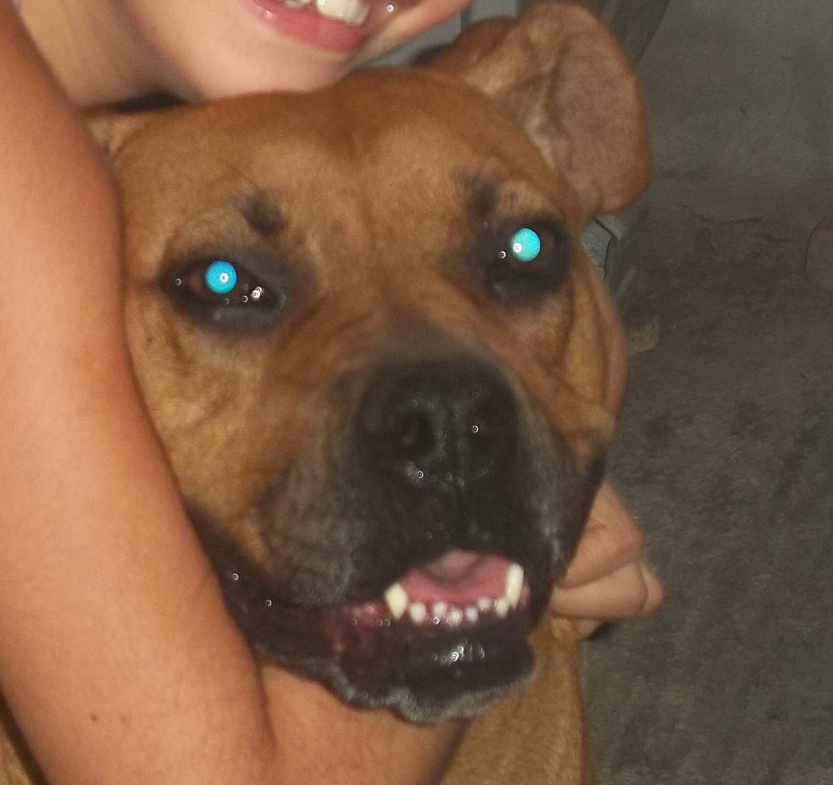 axi eu sou uma cadelona godinha, meu pelo é caramelado, minha raça é boxer e sou a cadela da lenise