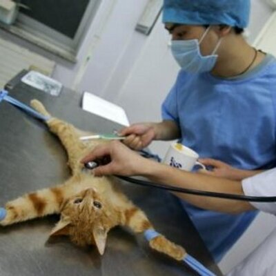 猫先輩 怪人改造手術中 納豆とチーズでトースト うん 食べられなくはないけど美味くはないな 欠点としては ネバネバで食べづらい 火が通ることで臭いが立つ 豆なら別の物でいい 猫先輩 怪人改造手術中 納豆とチーズでトースト うん 食べられなくはないけど美味くはないな 欠点としては ネバネバで食べづらい 火が通ることで臭いが立つ 豆なら別の物でいい