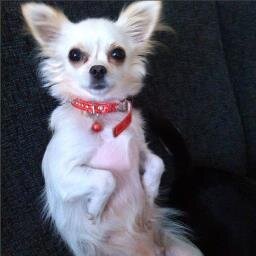 Videos about a moment in the life of a Crazy Chihuahua named Dolly.