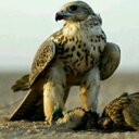 السامي (@05560899) Twitter