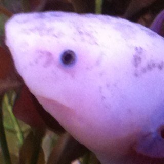 caddon's profile picture. 