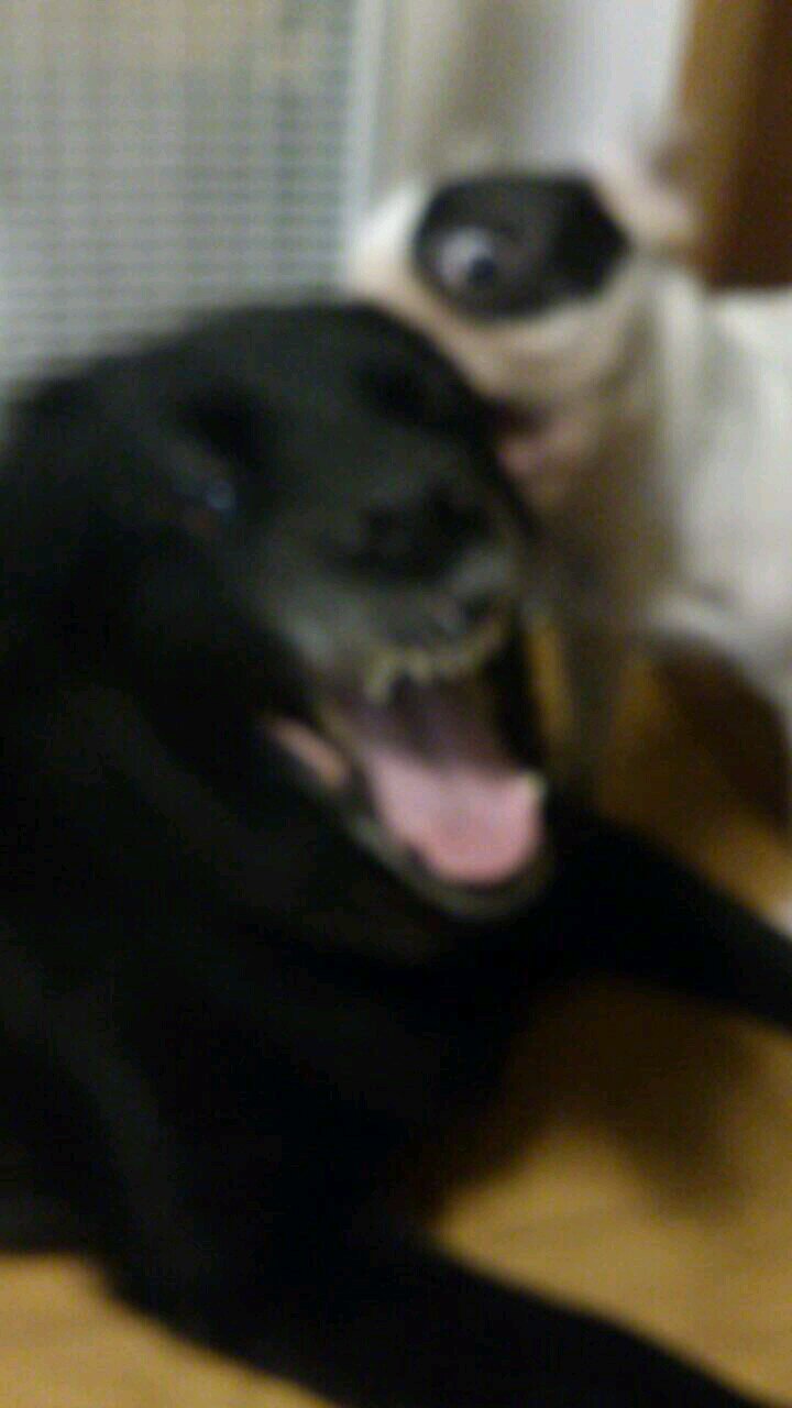 コンクリート圧送技能士 DJ 愛犬 ゴールデンの雑種ジャンゴ ジャンゴの子供達 チャー クゥー フレンチブルドックのポールと奥様 ますちゃんと生活してます