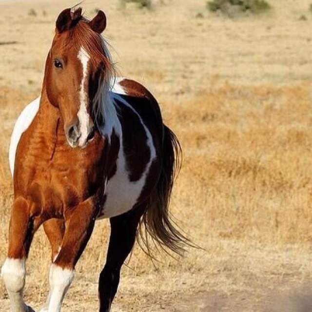 Ben jij helemaal fan van paarden! Dan is dit een account die geschikt is voor jou! Ik tweet elke dag over paarden, in mij hoofd gaat het alleen maar om paarden!