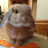 Buddie (@buddiebobo) 's Twitter Profile